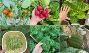 Góc vườn trên sân thượng cho rau củ quả ăn mỗi ngày